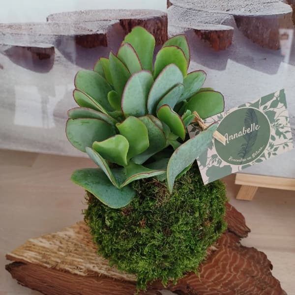 Logo Annabelle Nature